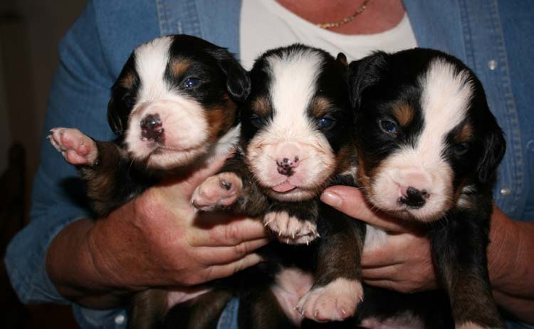 BERNESE MOUNTAIN DOG PUPPIES